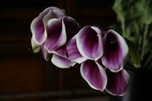 カラー　'ピカソ' 苞は紫、輪郭が白あるいはクリーム