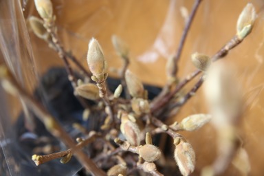 ハクモクレン 白木蓮 蕾