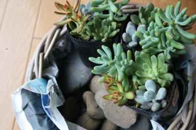 セダム 多肉植物