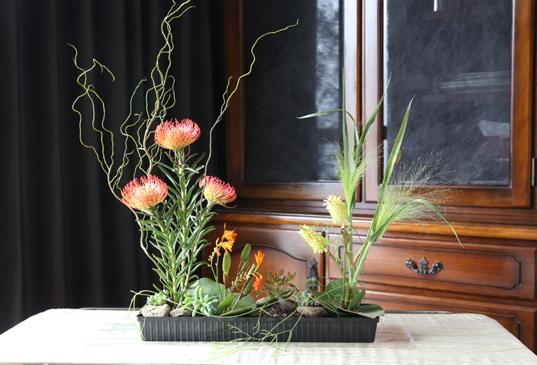 乾燥した地帯に生える植物のアレンジメント