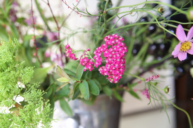 ピンクの野草　小さな花