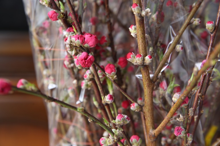 モモの花 桃の木