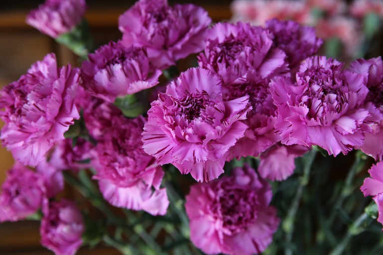 カーネーション/ダイアンサス　'ユカリスクーロ'