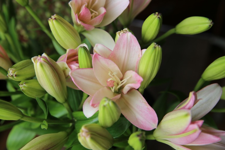 LAユリ 'ベントレー' うすピンク色 ダブル咲 花粉無