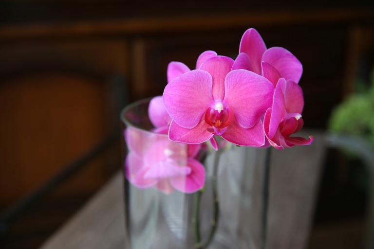 ファレノプシス/胡蝶蘭　ミディタイプ　深いピンク