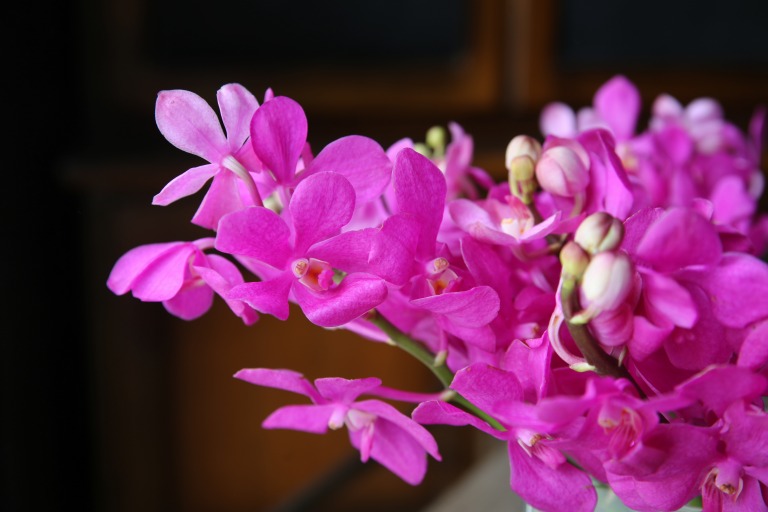 モカラ　'カリプソ　EX'　赤紫