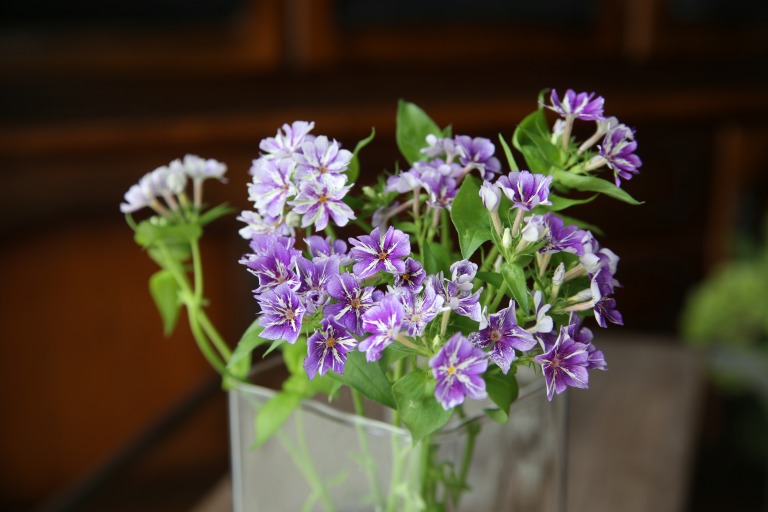 フロックス　'シュガースターズ'　斑入り　紫