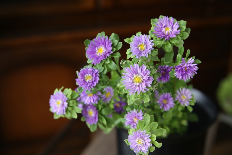 ヒメアスター/姫アスター　'ステラディープブルー'