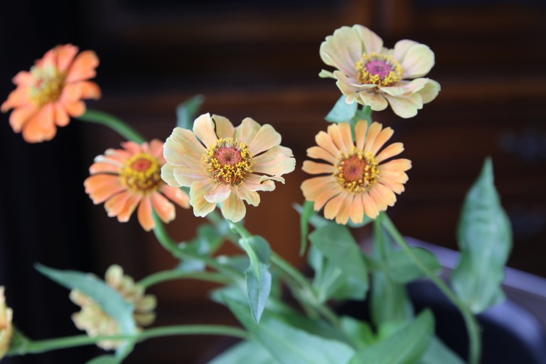 ジニア/ヒャクニチソウ　'クィーンライムオレンジ'