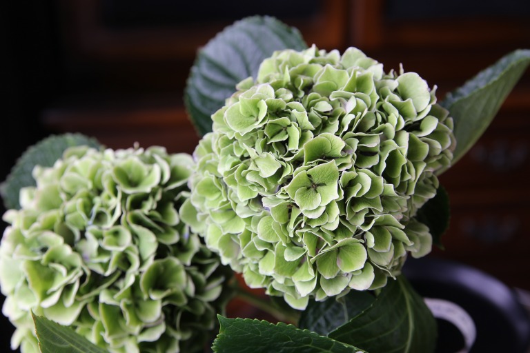 秋色アジサイ　'グローイングアルプス'　アンティークタイプ