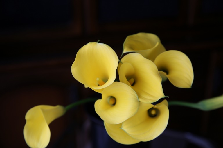 カラー　'ゴールドメダル'