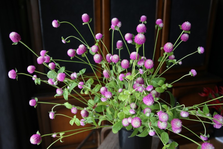 センニチコウ　'バイカラーローズ'