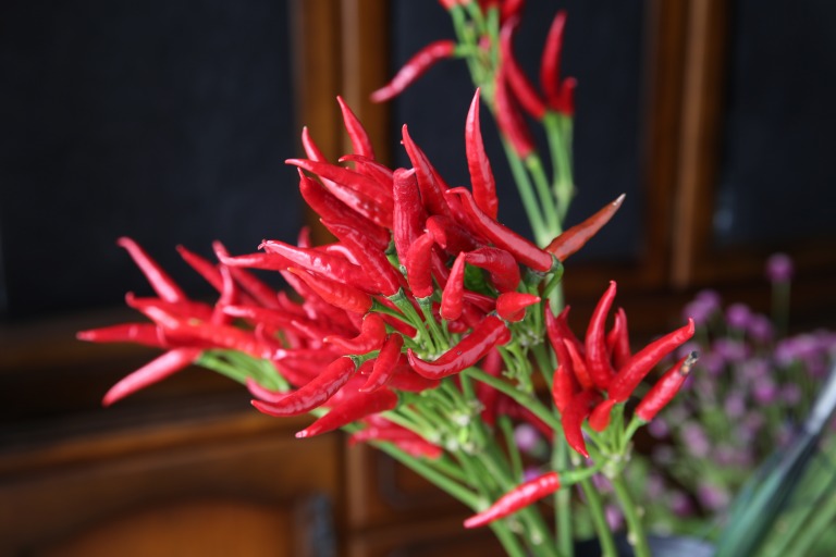 トウガラシ/唐辛子　赤