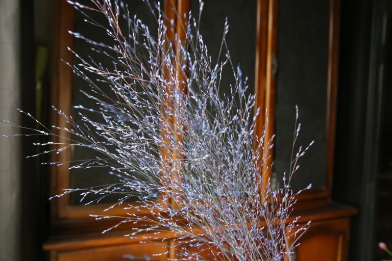 パニカム　ヴァーガタム　青染色