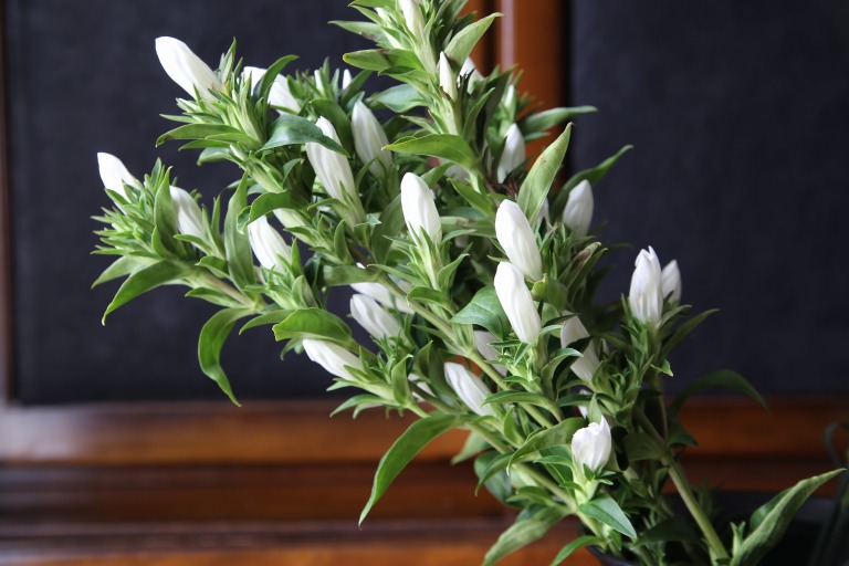 リンドウ　'新雪'