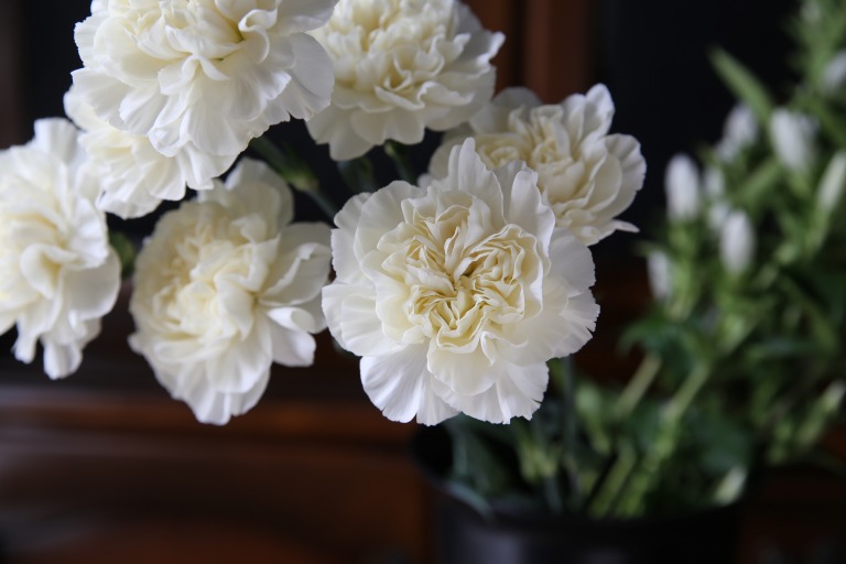 カーネーション　'バニラミナミ'