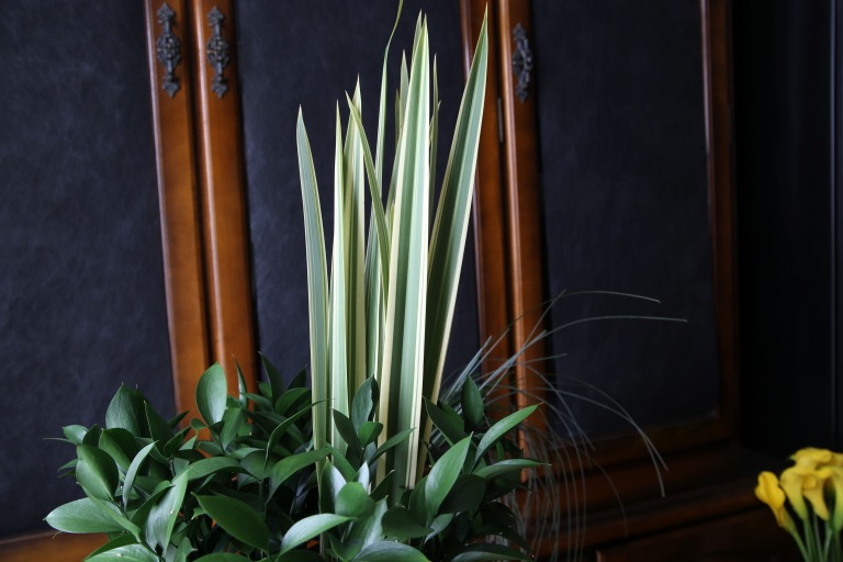 フォルミウム / ニューサイラン