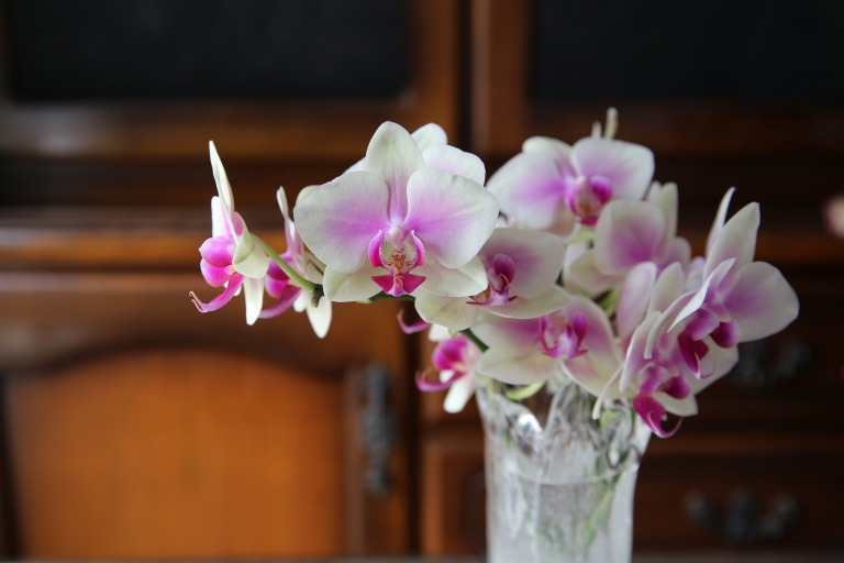 ファレノプシス/胡蝶蘭　ミディタイプ　ライトなレモンイェロー地に赤紫の中心とリップ