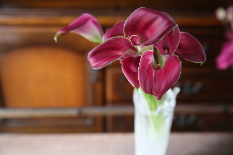 カラー　オランダカイウ　ワインレッド