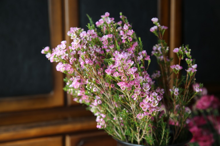 ワックスフラワー　'ストロベリーサプライズ'