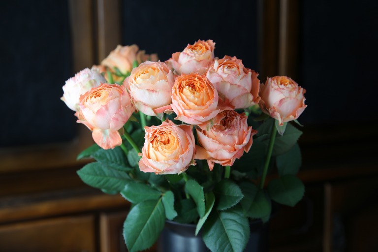 バラ　'オレンジロマンチカ' オレンジ色　カップ咲き