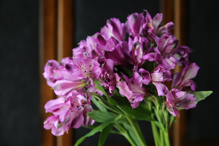 アルストロメリア　’カマロ'　紫