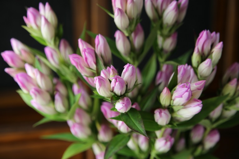 リンドウ　’マイフェアレディ' 　ピンクと白の複色