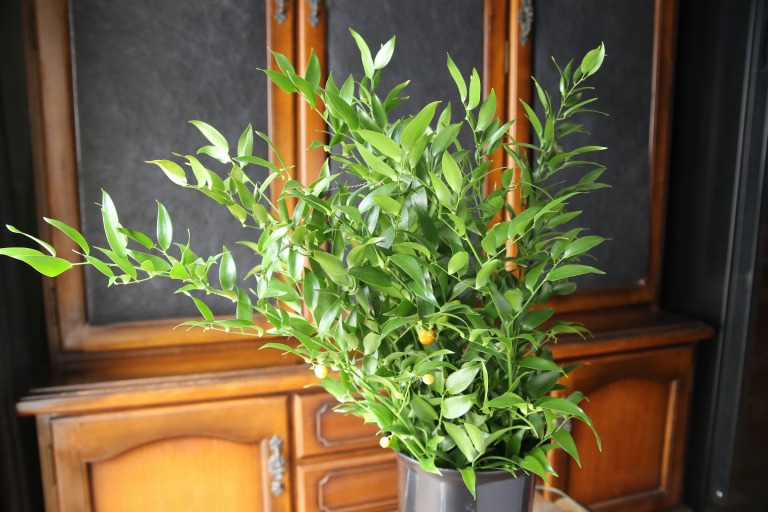 イタリアンルスカス/ダナエ