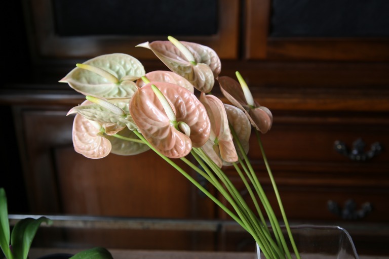 アンスリューム　'テラ'