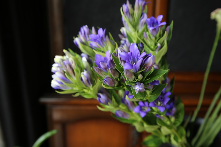 リンドウ　'ブルーハーモニー' 　青紫に時々白が混ざる