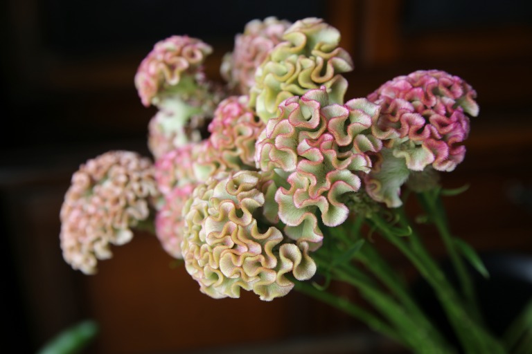 トサカケイトウ　'ペシェ'　グリーンかかったベージュとピンクの複色