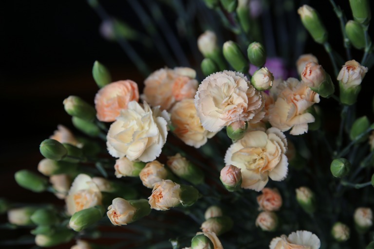 スプレーカーネーション　'ヴェデット' 　優しい黄色