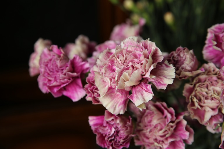 カーネーション　'アンティグア'　複色ブルーベースピンクとベージュ