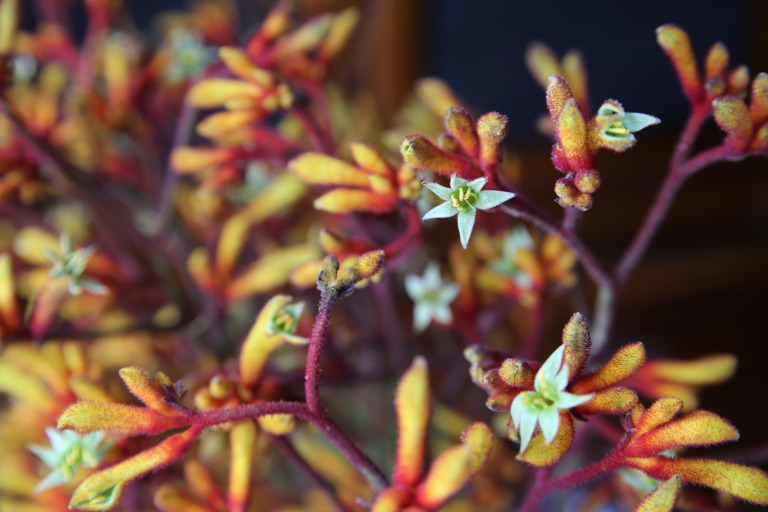 アニゴザントス/カンガルーポー　'ゴールドフィーバー'