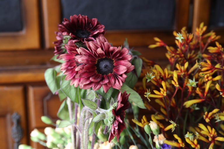 ヒマワリ/ヘリアンサス　’プロカットレッド'