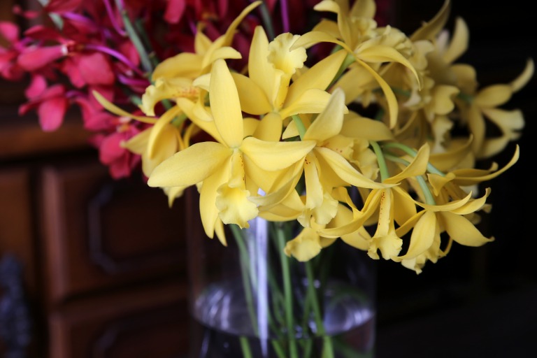 カトレア 'メリッサ' 　黄色