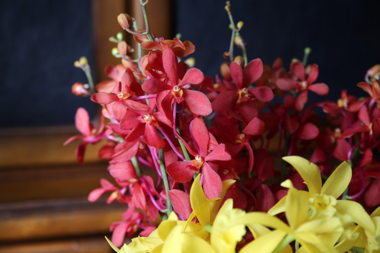 モカラオーキット　'ルビー'