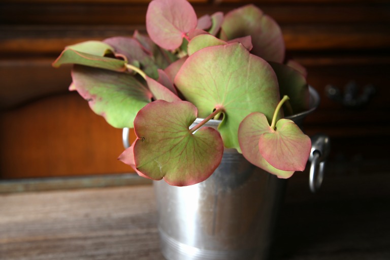 プロテア　コルダータ