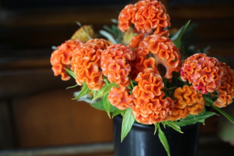 クルメケイトウ　'オレンジクィーン'