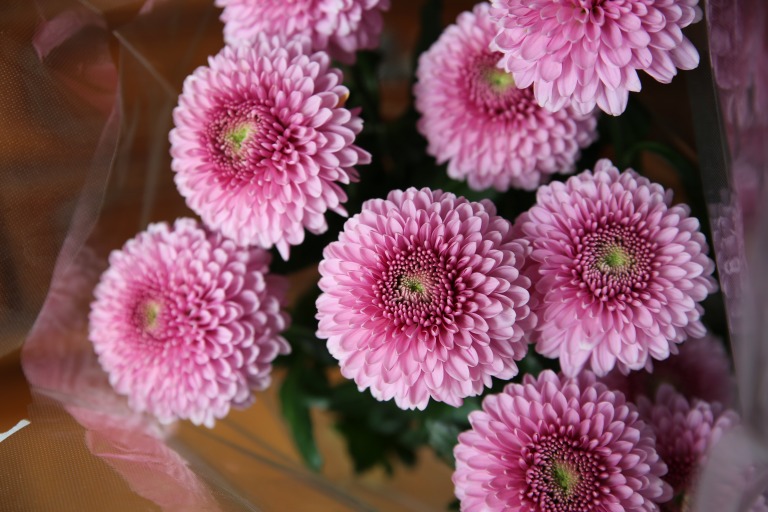 マム/一輪菊/ディスバッド　'セイカブレア'