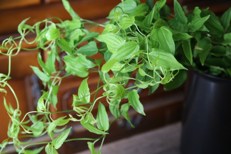 リキュウソウ / 利休草 / ステモナ