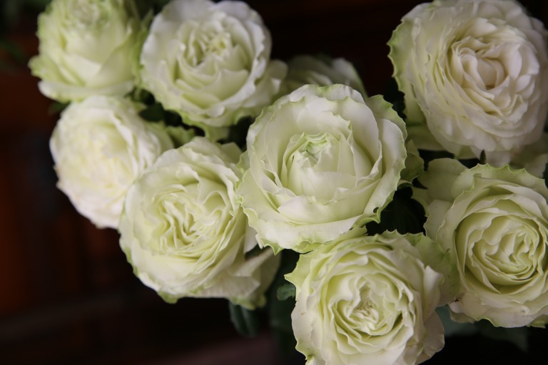 バラ　'オートクチュール'　渕にほんのりとグリーンがのる白