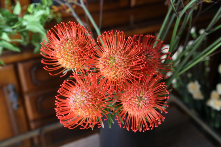 リューコスペルマム　’サクセッション’　オレンジ赤