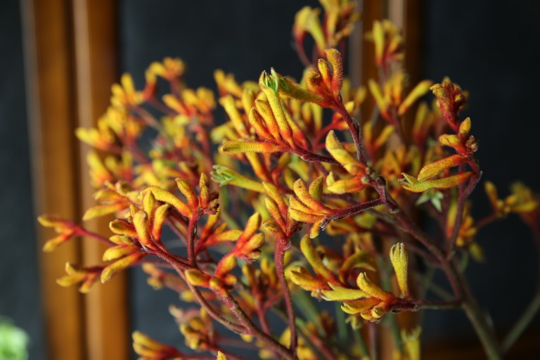 アニゴザントス/カンガルーポー　'ゴールドフィーバー'