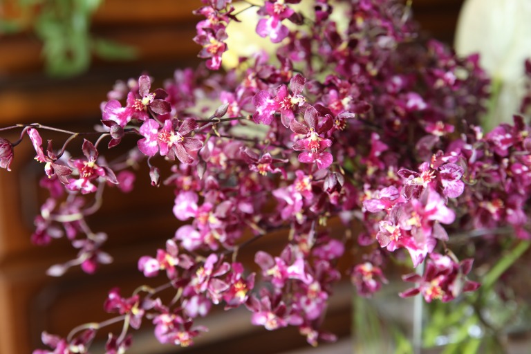 オンシジューム　'メルローレッド'