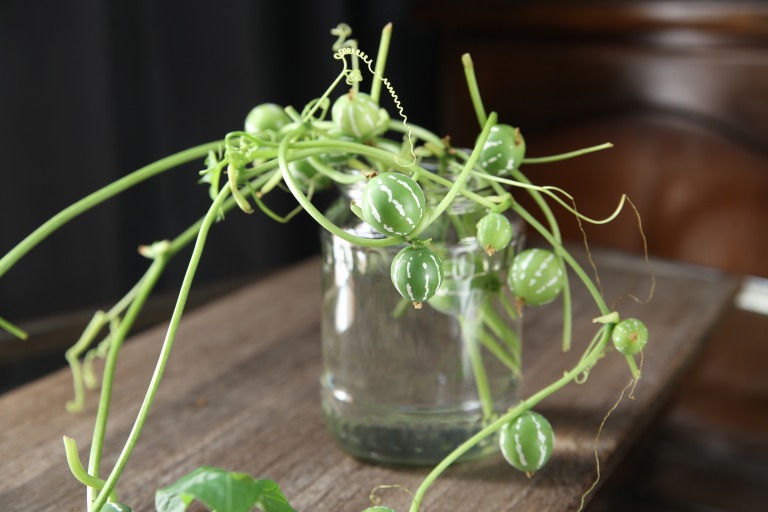 オキナワスズメウリ