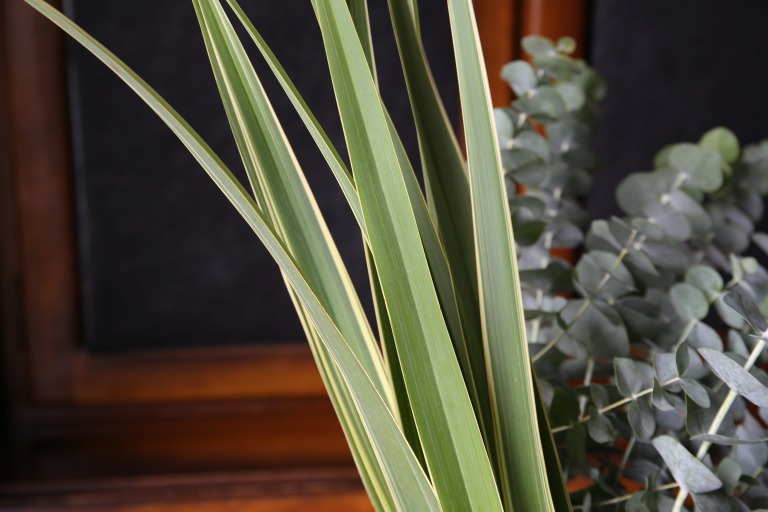 フォルミウム / ニューサイラン