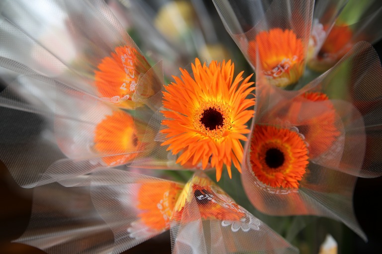 ガーベラ　'ロレイ'　スパイダー咲き　中芯黒　スーパーミニタイプ