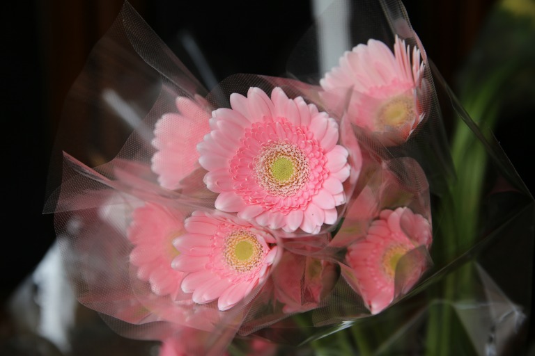 ガーベラ　'ペアケーキ'