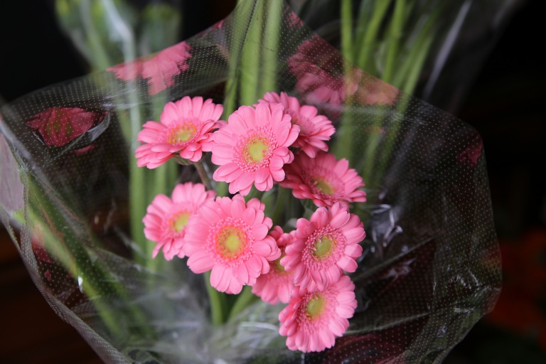 ガーベラ　ピンク色　スーパーミニサイズ